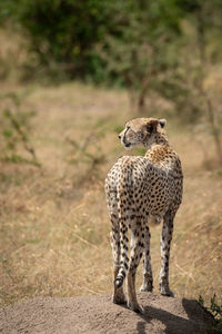 Female cheetah on termite mound from behind