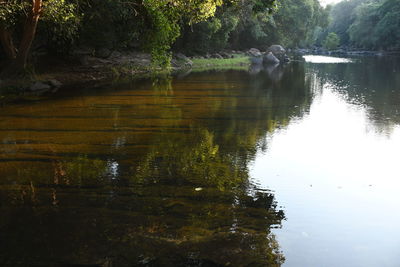 Scenic view of lake in forest