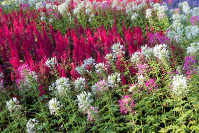 Purple flowering plants on field