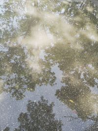 High angle view of tree in lake during winter