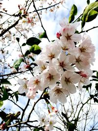 Low angle view of cherry blossoms