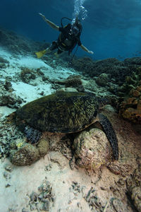 The diver and a sea turtle resting on the sea bottom, sipadan, borneo