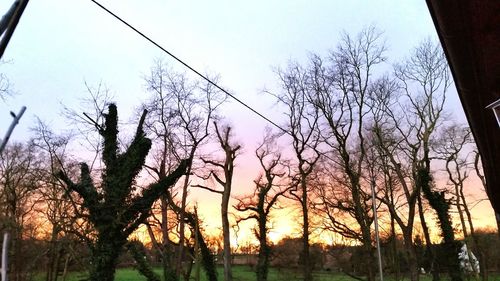 Silhouette of trees at sunset