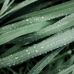 Close-up of raindrops on leaves