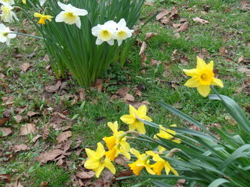 High angle view of yellow flowers blooming on field