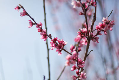 View of field with flowering peach trees at sunny spring day over blue sky. texture of pink flowers.