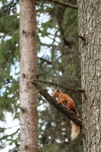 Low angle view of bird on tree trunk