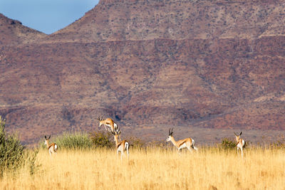 Rare view of herd of gazelles