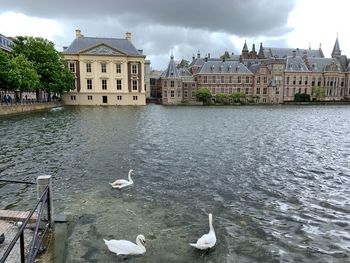 View of swans and buildings against sky