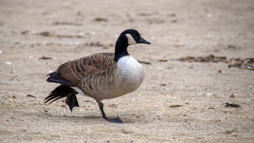 Close-up of geese on the land
