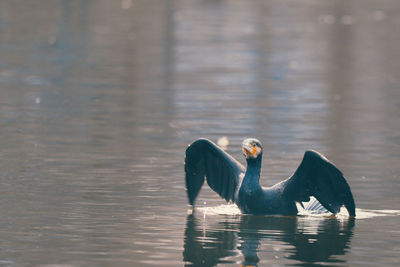 Ducks swimming in lake