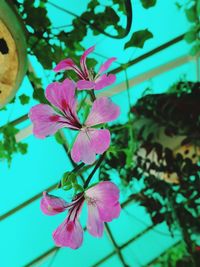 Close-up of pink flowers