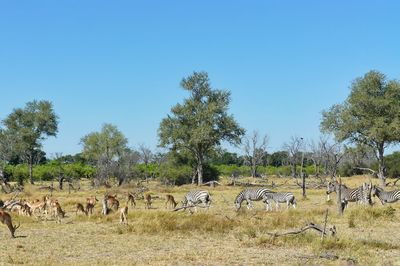 Flock of sheep against clear sky