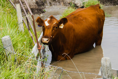 High angle view of cow on field