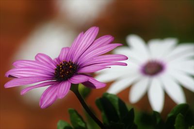 Close-up of flowers growing outdoors