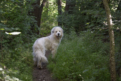 Portrait of dog in forest