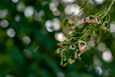 Close-up of purple flowering plant