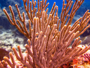 Close-up of coral in sea