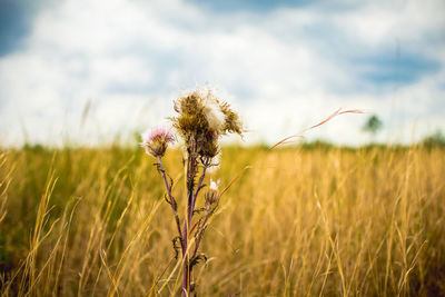 Close-up of wheat growing on field against sky