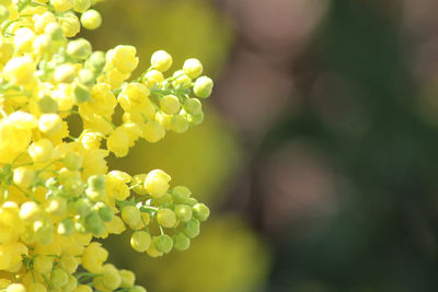 Close-up of yellow flowering plant