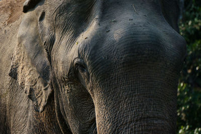 Close-up of an elephant in kumana national park, sri lanka 