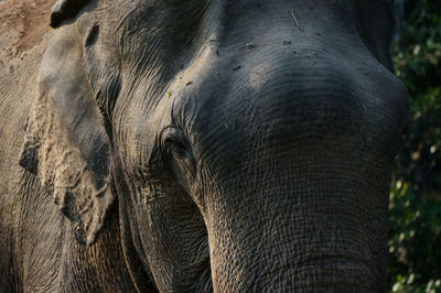 Close-up of elephant