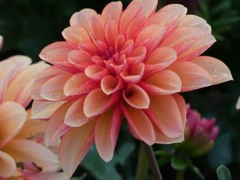 Close-up of pink dahlia