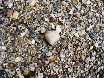 Close-up of leaves on beach