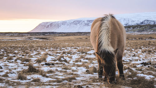 Horse standing on snow field against sky