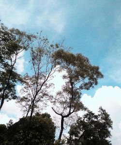 Low angle view of trees against sky