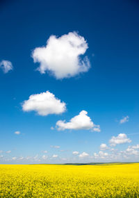 Scenic view of oilseed rape field against sky