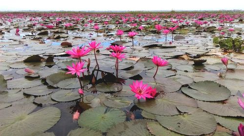 Pink lotus water lily in pond