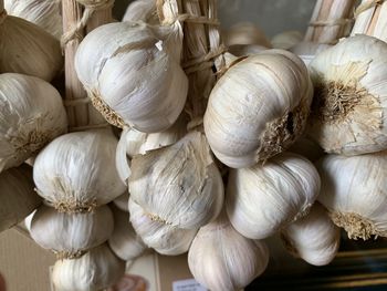 Garlic bulbs 