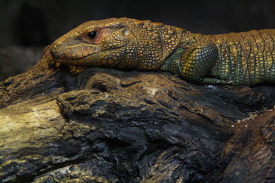 Close-up of lizard