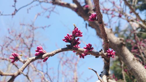 Close-up of pink flowers on branch