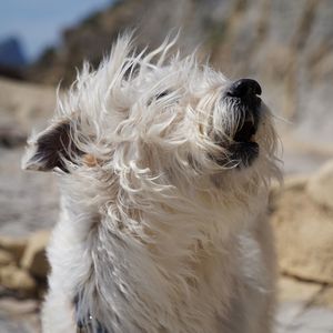 Close-up of dog