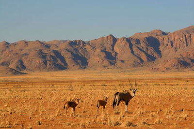 Oryx on field by mountains against clear sky