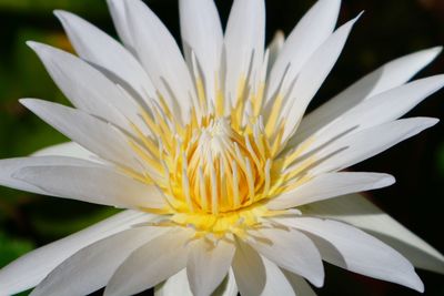 Close-up of white flower