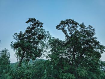 Low angle view of tree against sky