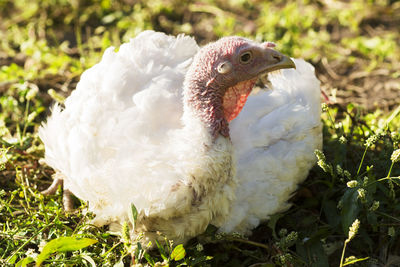 Close-up of a bird on field