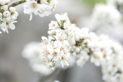 Close-up of white apple blossoms in spring