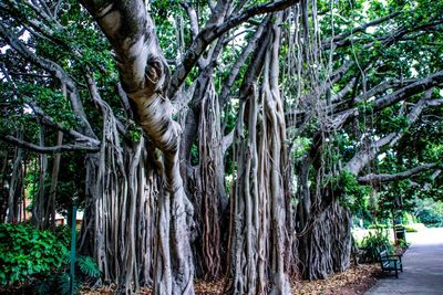 Trees in forest