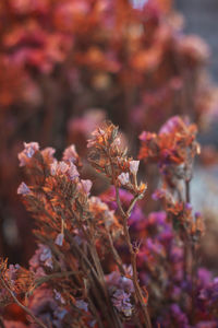 Close-up of wilted flowering plant