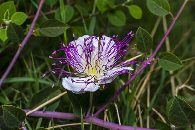 Close-up of purple flowering plant