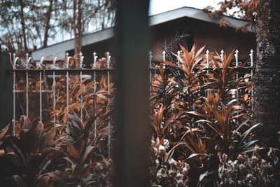 Close-up of dry plants on land