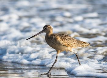 Marbled godwit at sea shore