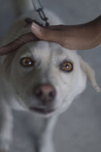 Close-up of man with dog