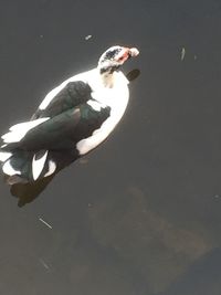 High angle view of duck swimming on lake