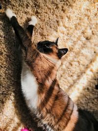 High angle view of cat