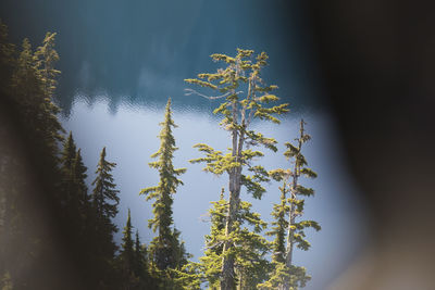 Elevated view of trees and turquoise lake from inside helicopter.